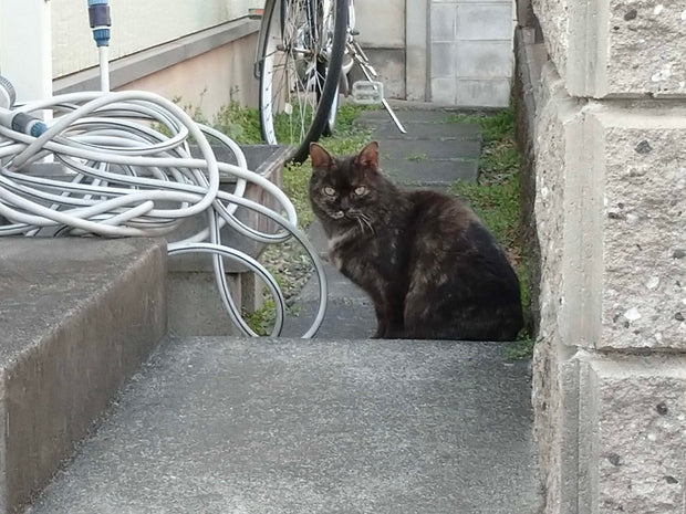黒い猫の歌