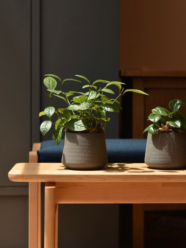 plants on The Bench